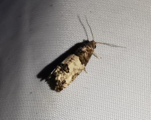 Spilonota ocellana